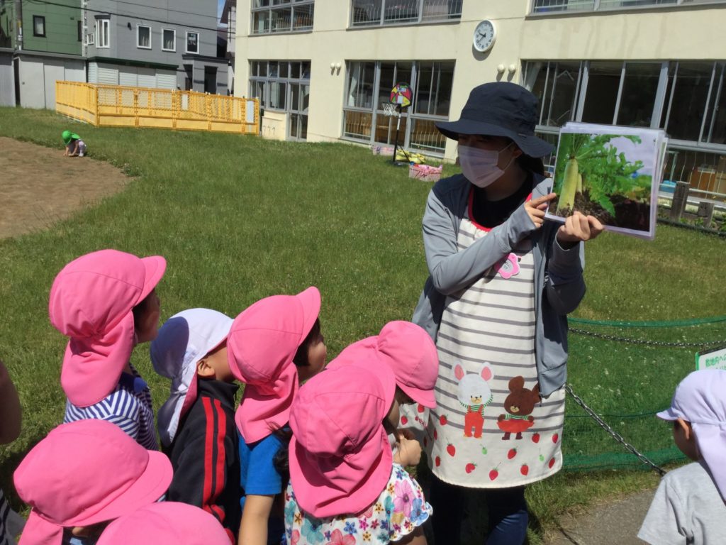 だいこん大きくなぁれ 虹の森カトリック幼稚園 学校法人 北海道カトリック学園